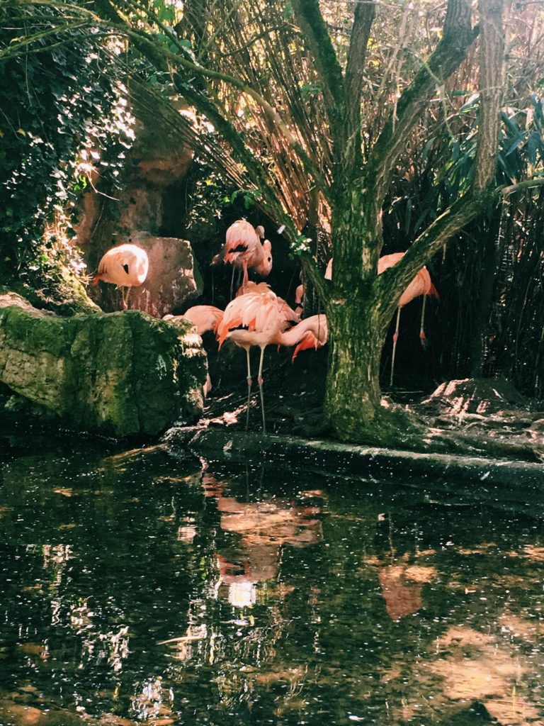 Des flamands roses magnifiques à observer